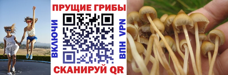 Псилоцибиновые грибы мицелий  Котельнич 